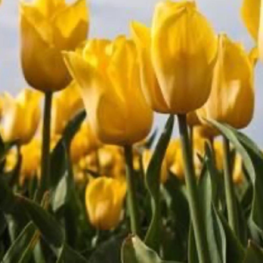 Meet your Posher, Cinder